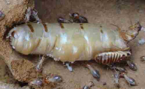 白蚁防治